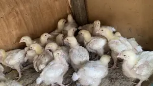 2 Weeks Well Vaccinated Chicks Available