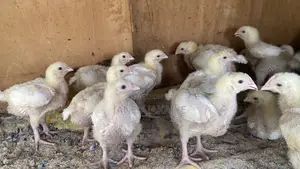 2 Weeks Well Vaccinated Chicks Available