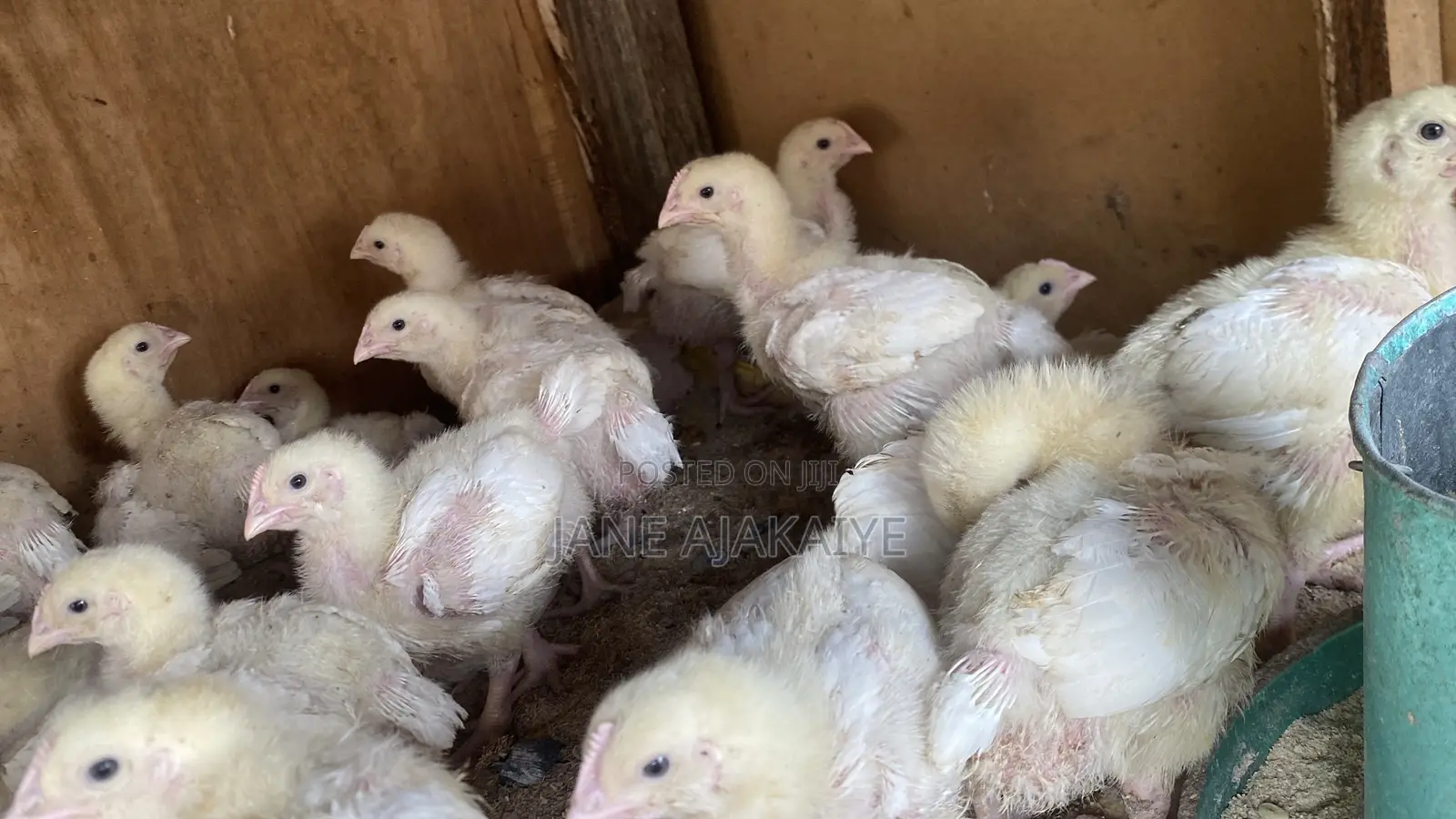 2 Weeks Well Vaccinated Chicks Available