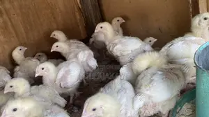 2 Weeks Well Vaccinated Chicks Available