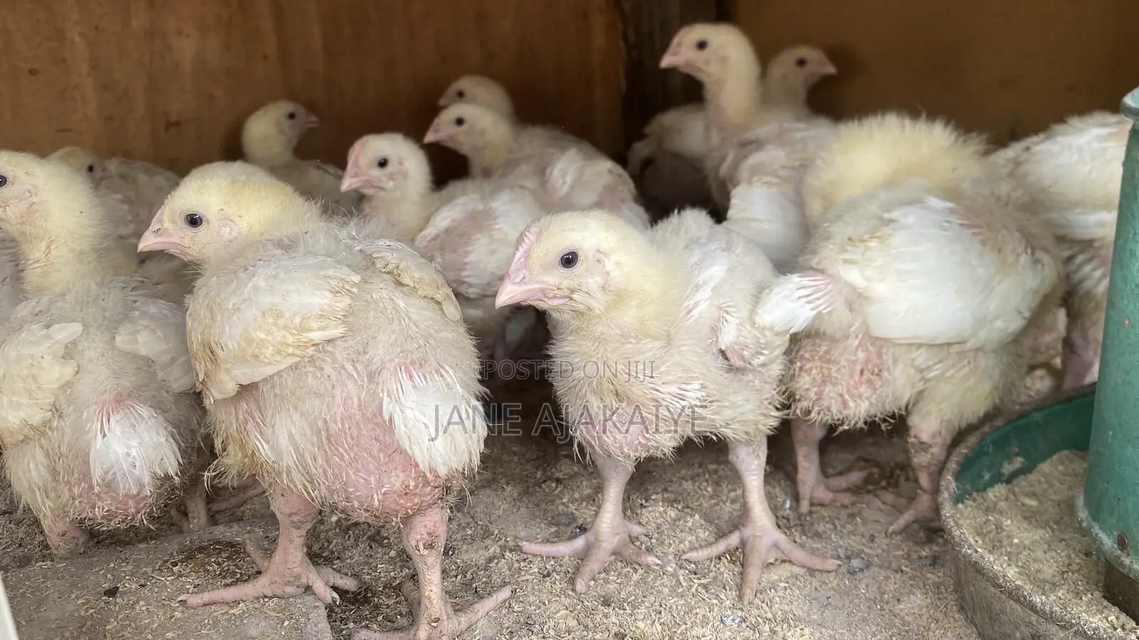 2 Weeks Well Vaccinated Chicks Available