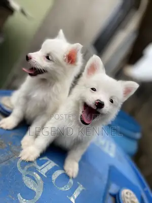 1-3 months Male Purebred American Eskimo