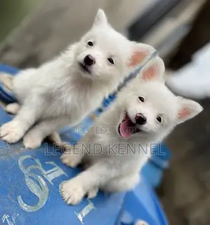 1-3 months Male Purebred American Eskimo