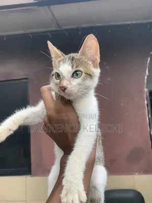 1-3 months Female Mixed Breed American Shorthair