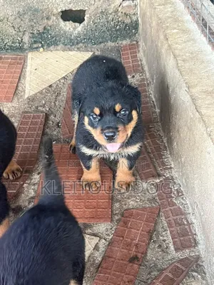 1-3 months Female Purebred Rottweiler