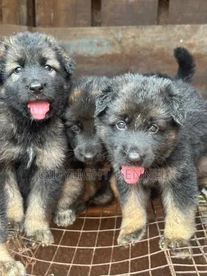 1-3 months Female Purebred German Shepherd