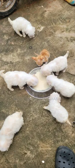 3-6 months Male Purebred Lhasa Apso