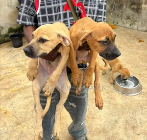 1-3 months Male Purebred Boerboel