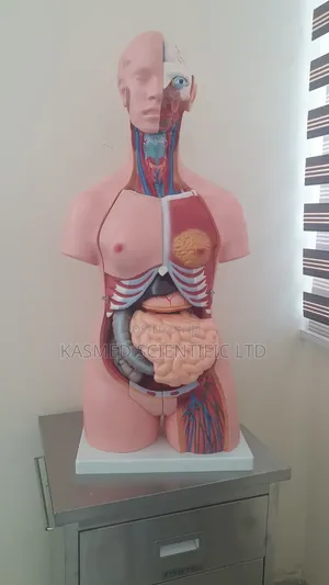 Human Torso Unisex ( Human Anatomy)
