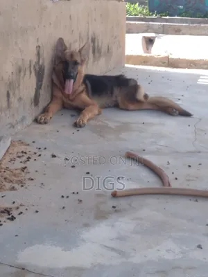 6-12 months Male Purebred German Shepherd