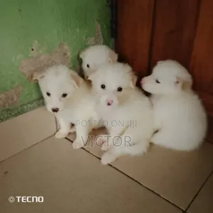 1-3 months Female Purebred American Eskimo