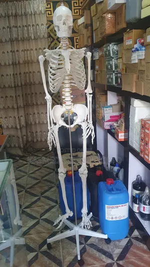 Human Skeleton ( Adult) 180cm