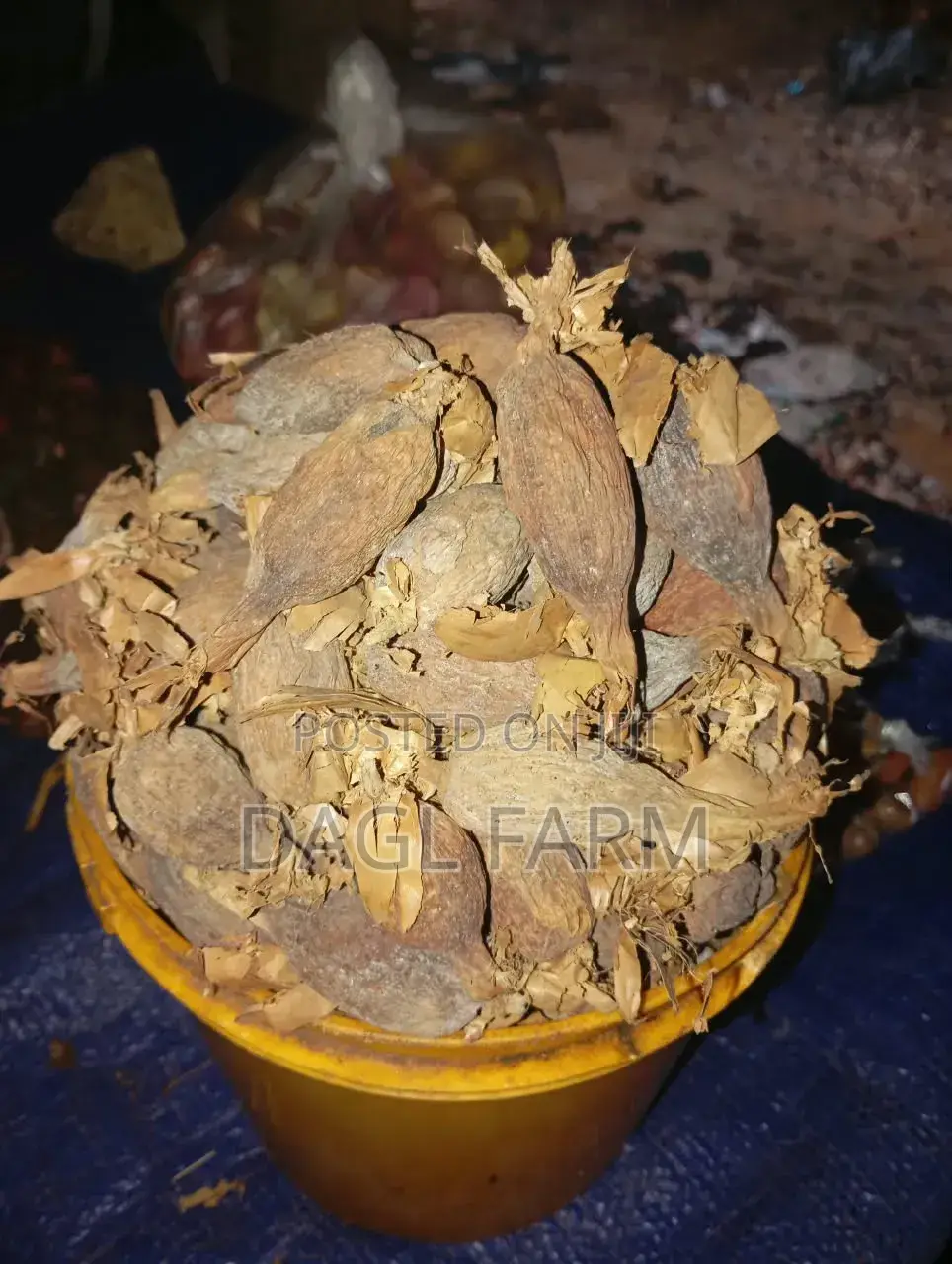 Alligator Pepper