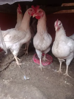 A Big Cockreal Chicken