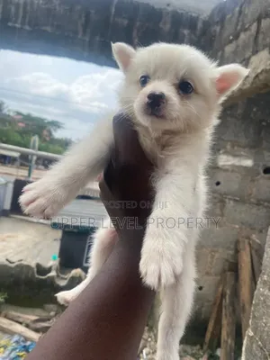 1-3 months Male Purebred American Eskimo
