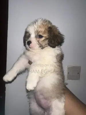 1-3 months Female Purebred Lhasa Apso