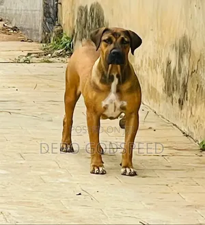 3-6 months Male Purebred Boerboel