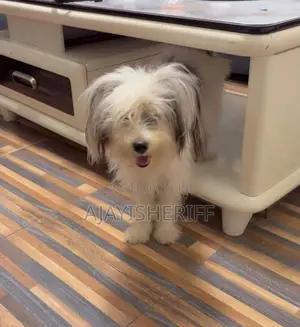 6-12 months Female Purebred Lhasa Apso