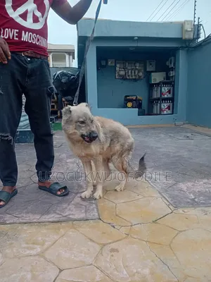 3-6 months Male Purebred German Shepherd