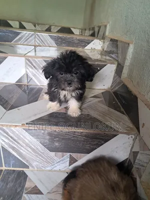 1-3 months Male Purebred Lhasa Apso