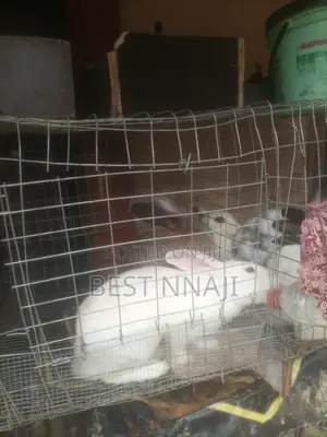 Rabbits for Sell