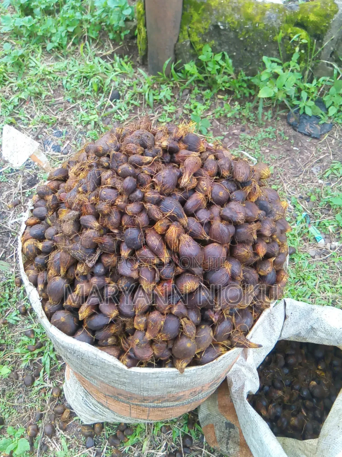 Cracked Palm Kernel