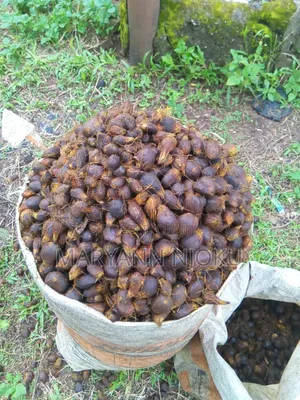 Cracked Palm Kernel