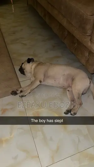 1+ year Male Purebred Pug