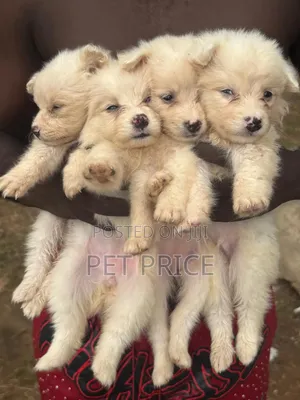 1-3 months Female Purebred American Eskimo
