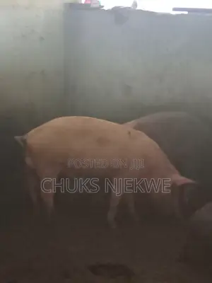 Large White Pig