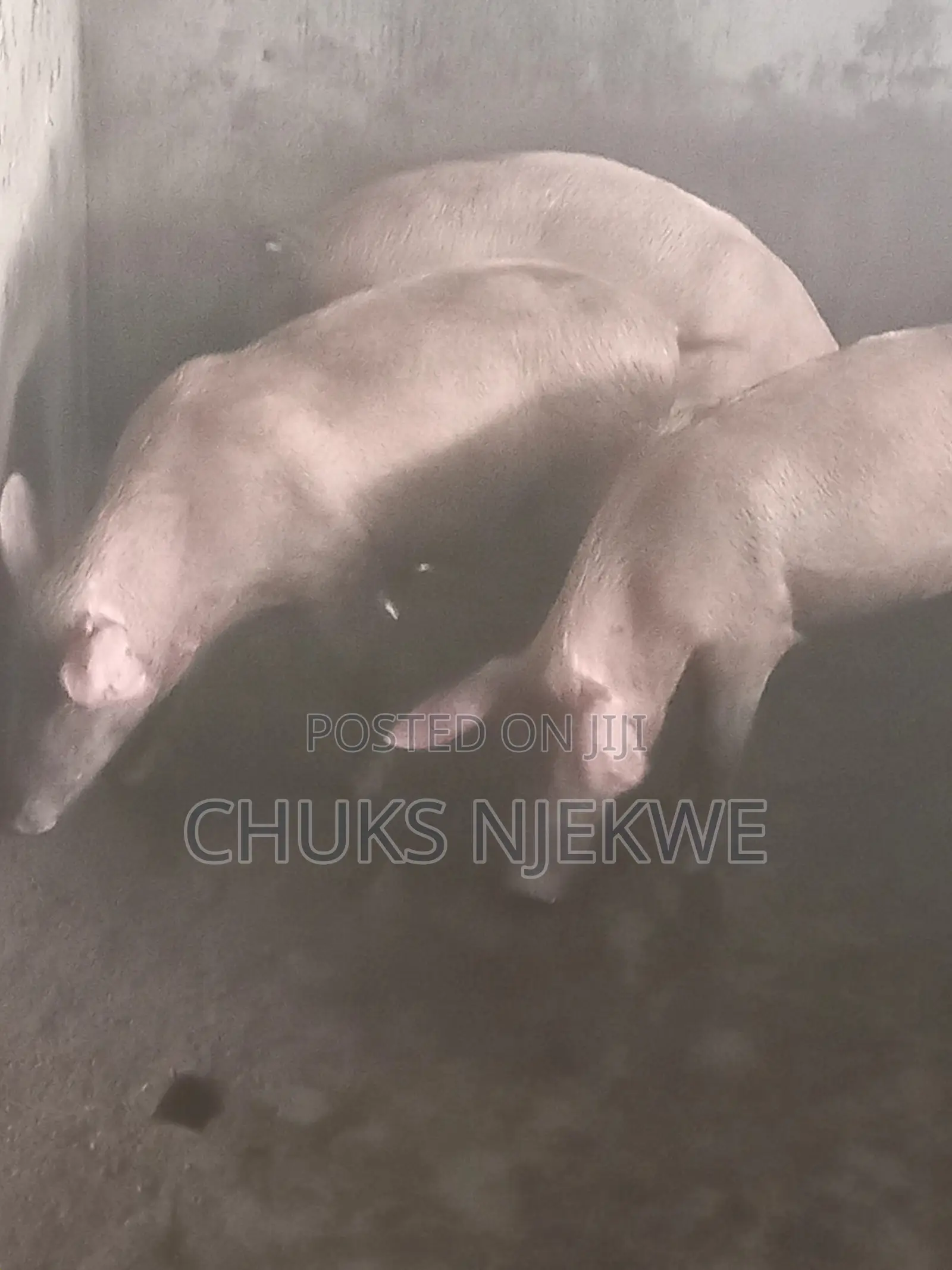 Large White Pig