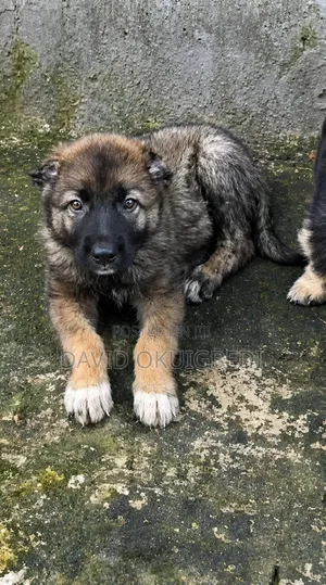 1-3 months Male Purebred Caucasian Shepherd