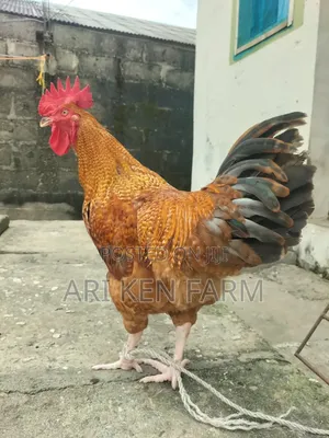 Exceptional Heavy Noiler Birds