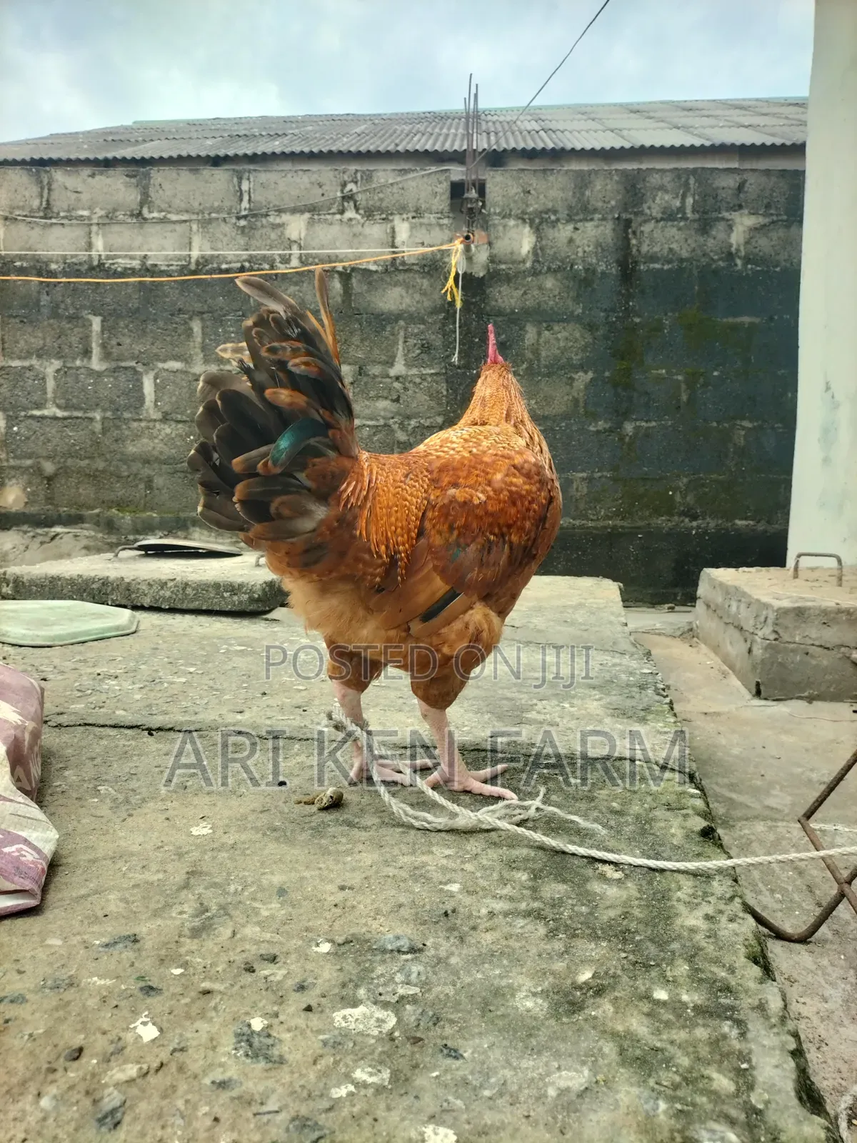 Exceptional Heavy Noiler Birds