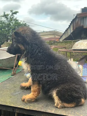 1-3 months Female Purebred German Shepherd