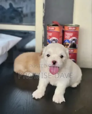 1-3 months Male Purebred Lhasa Apso