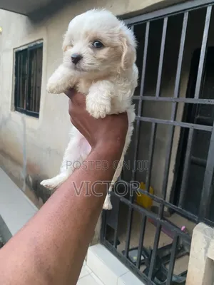 1-3 months Female Purebred Lhasa Apso