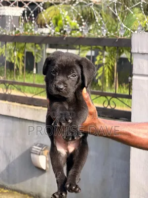 1-3 months Male Purebred Cane Corso