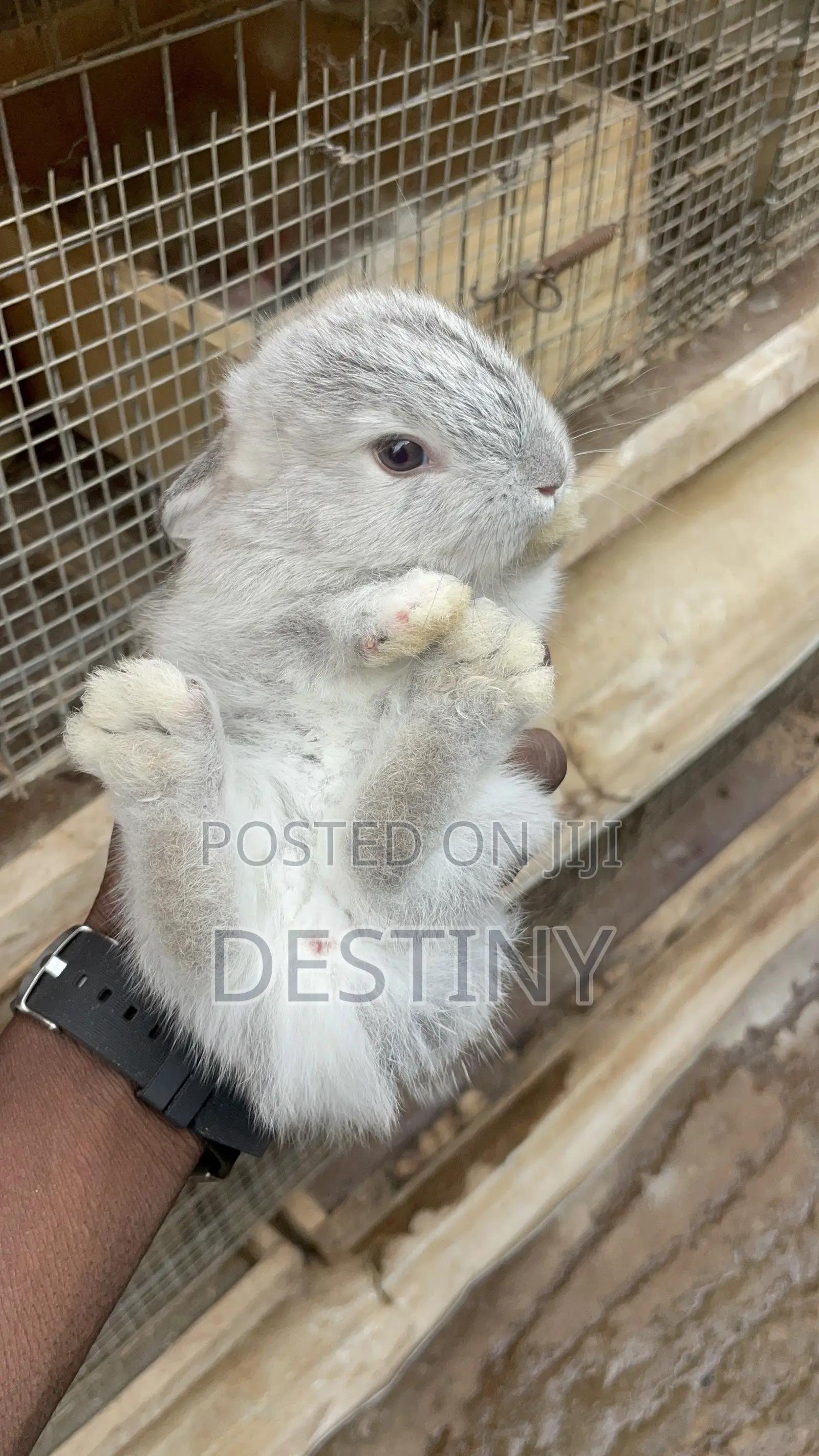 American Chinchillas