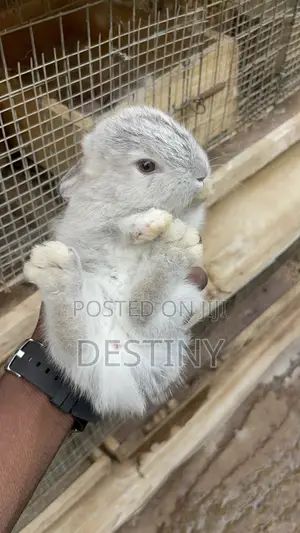 American Chinchillas