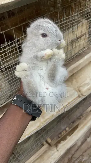 American Chinchillas