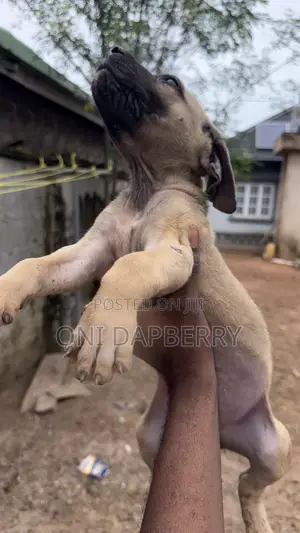 1-3 months Male Purebred Boerboel