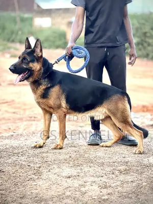 1+ year Male Purebred German Shepherd