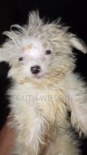 3-6 months Female Purebred Lhasa Apso