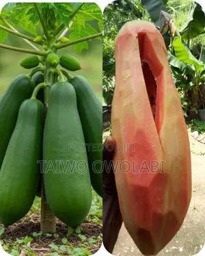 Pawpaw Seedlings (Hybrid)