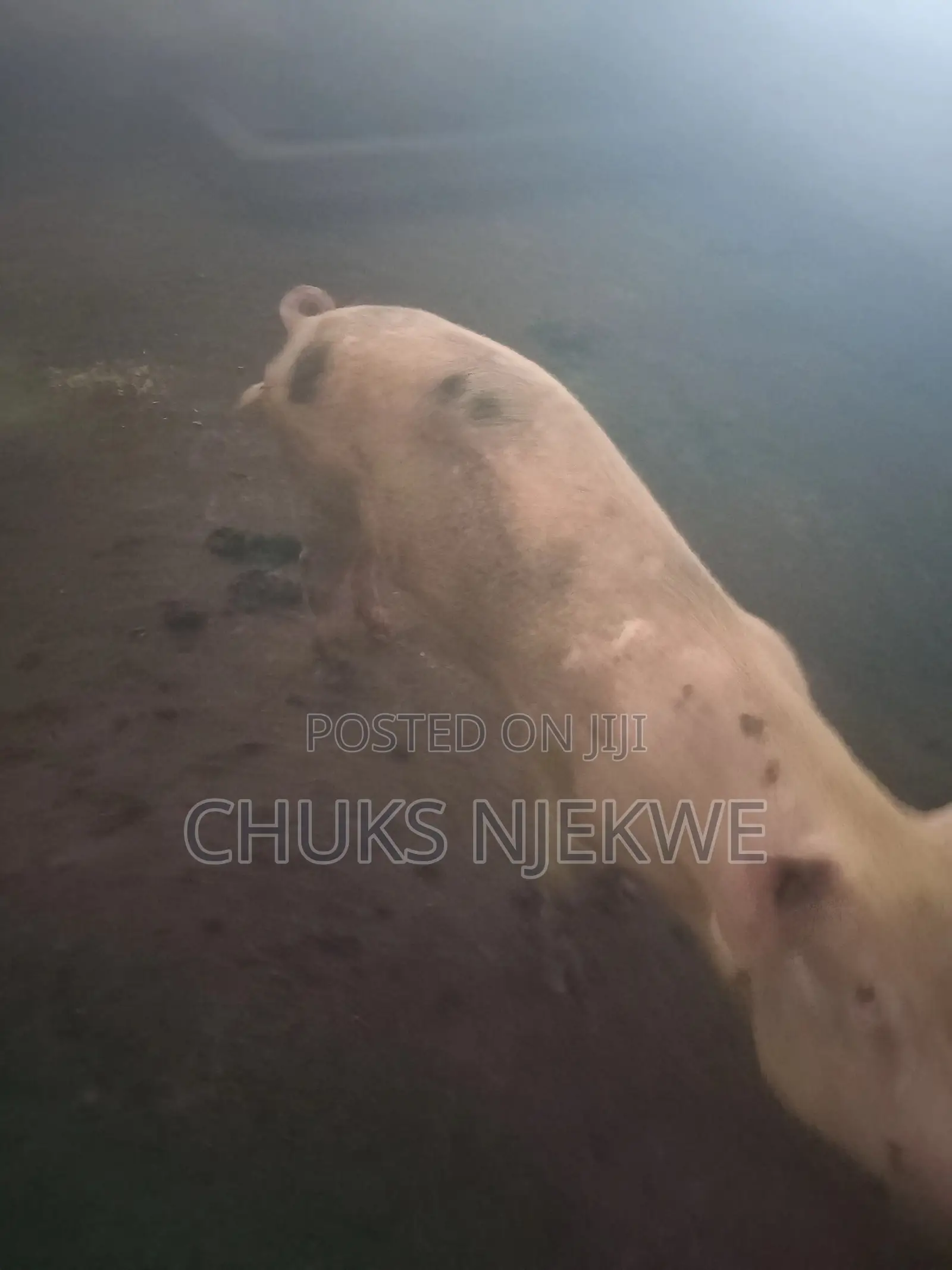 Large White Pig