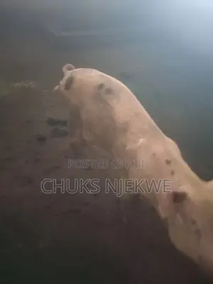 Large White Pig