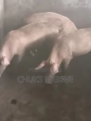 Large White Pig