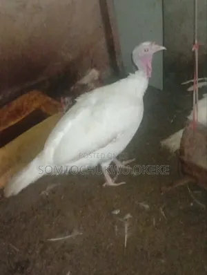 Female Turkey
