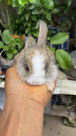 6 Weeks Old Angora Rabbits